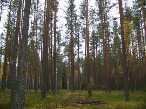 Moosiger Wald (100_0485.JPG) wird geladen. Eindrucksvolle Fotos aus Lettland erwarten Sie.